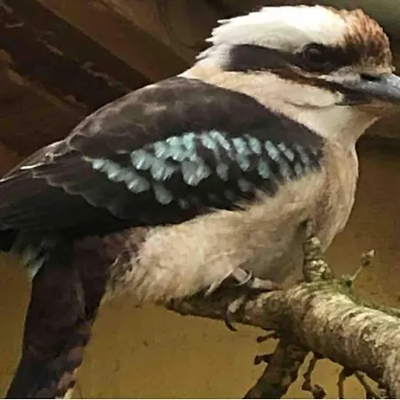 Zoo Taet Pa Legoland, Lego-house, Lalandia Grindsted