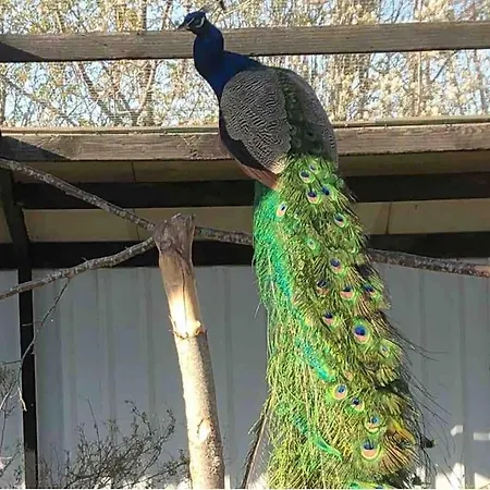 Zoo Tæt På Legoland, Lego-house, Lalandia Grindsted