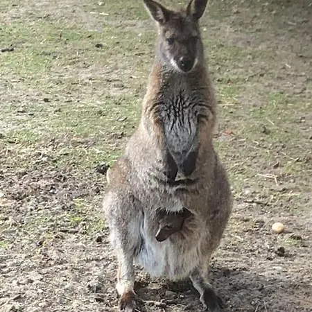 Zoo Taet Pa Legoland, Lego-house, Lalandia *
