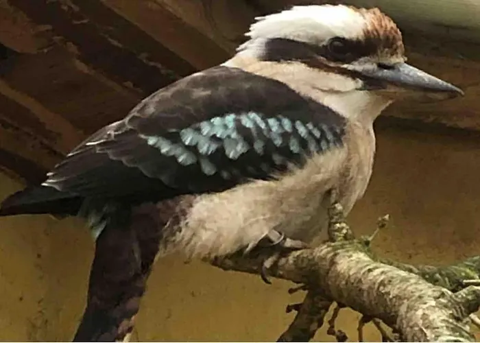 Zoo Taet Pa Legoland, Lego-house, Lalandia Гриннстед