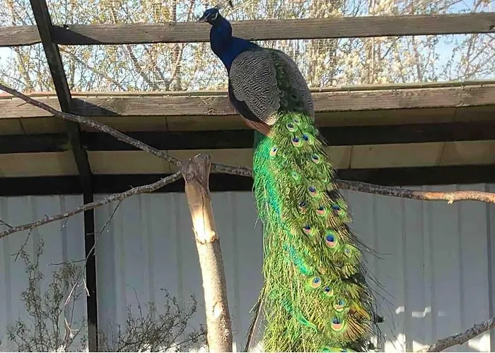 Zoo Taet Pa Legoland, Lego-house, Lalandia Grindsted